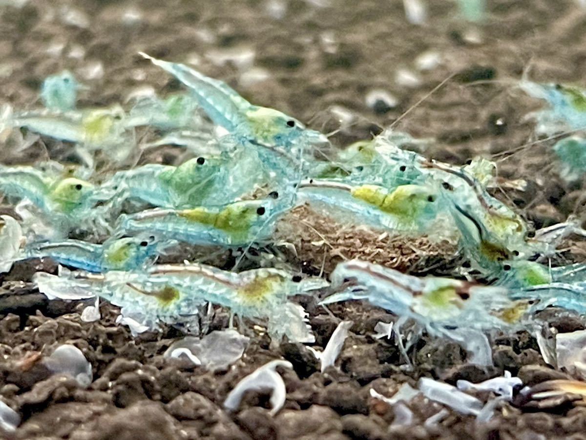 【10匹】ベルベットブルーチェリーシュリンプ ランダム チェリーシュリンプ ヌマエビ _1