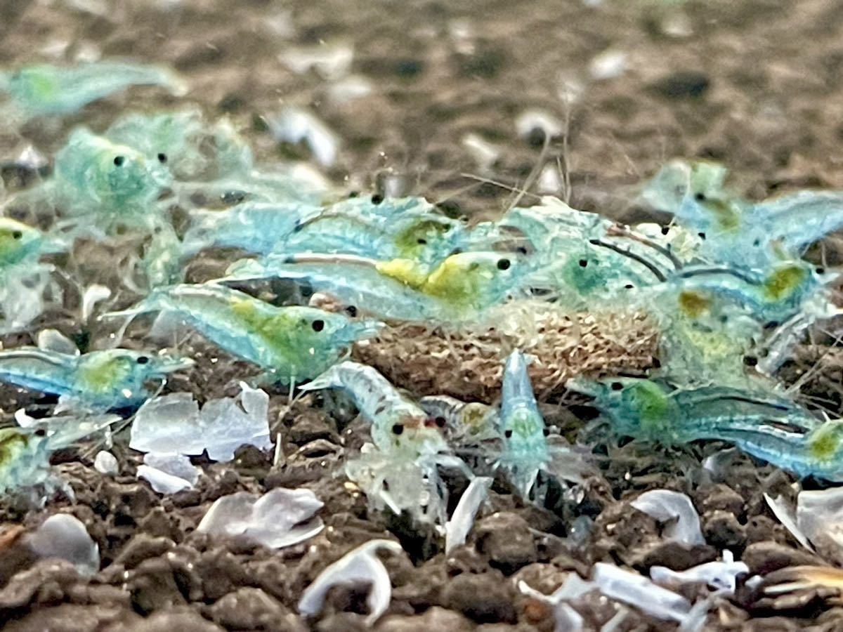 【10匹】ベルベットブルーチェリーシュリンプ ランダム チェリーシュリンプ ヌマエビ _2