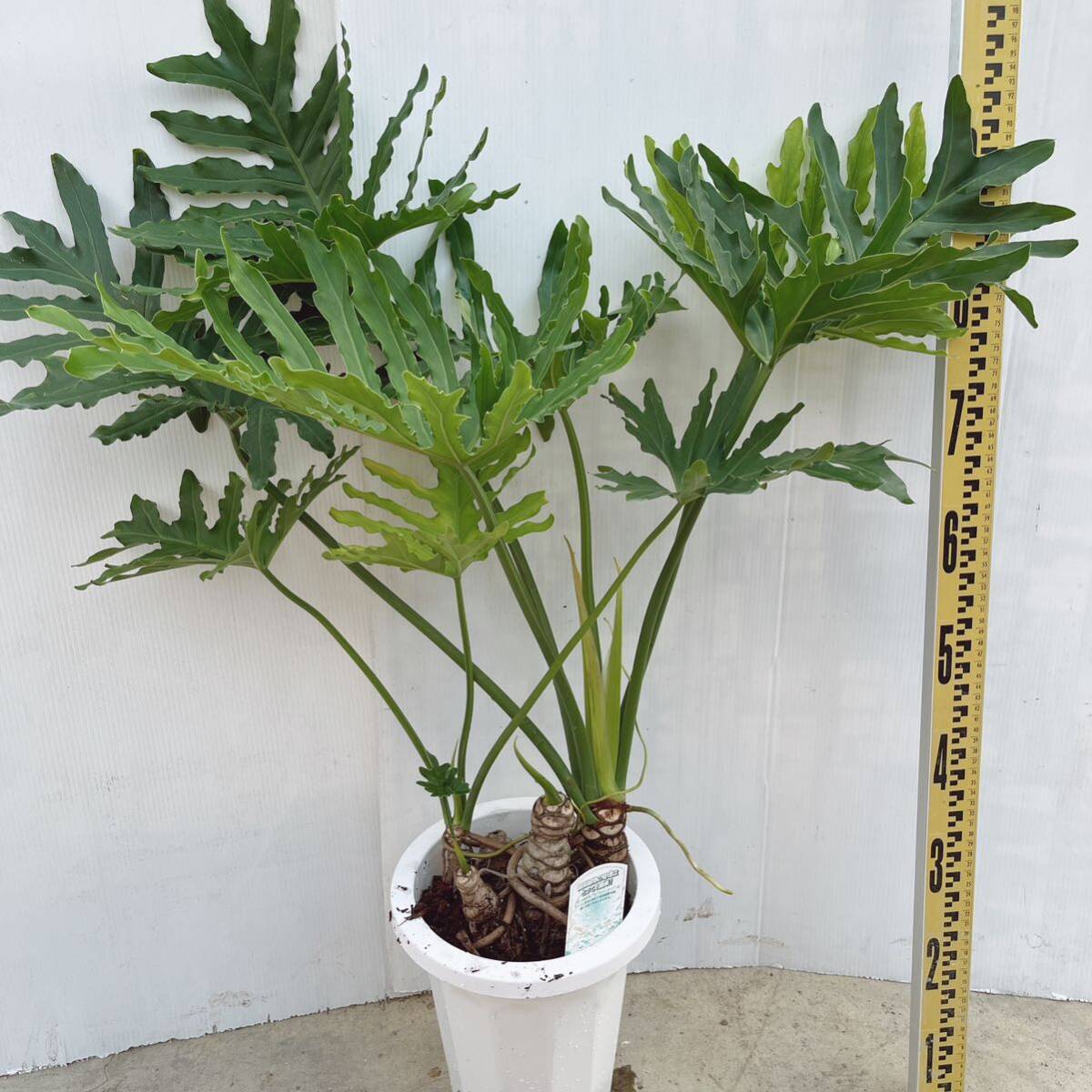 フィロデンドロン セローム 8号 幹上がり 室内観葉植物 03 大型大株