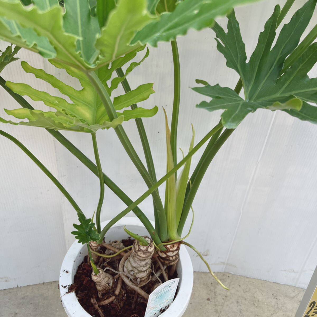 フィロデンドロン セローム 8号 幹上がり 室内観葉植物 03 大型大株