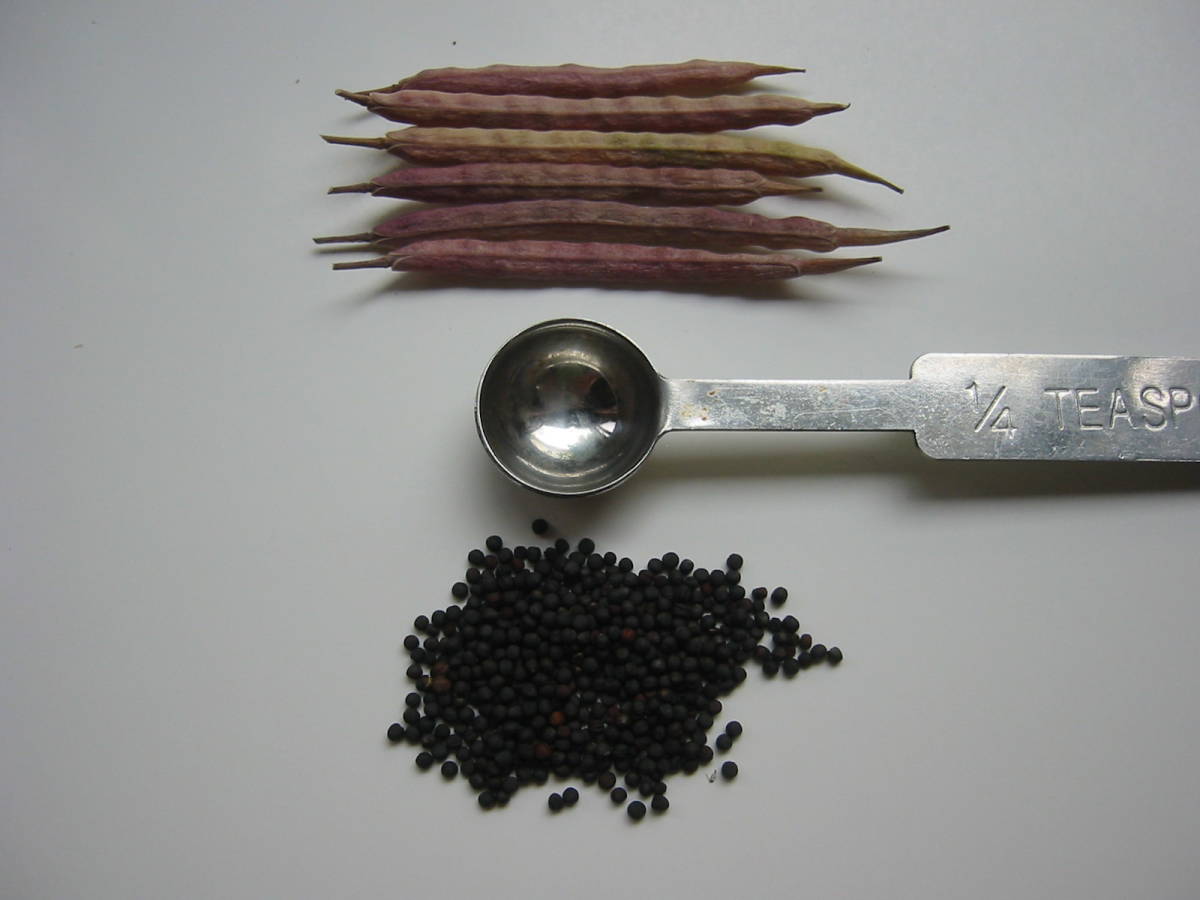 送料無料 のらぼう菜ty4★2023年の種子 蒔き時 計量スプーン小2杯4g 寒さに強い_1