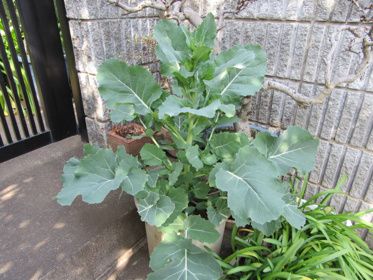 送料無料 のらぼう菜ty4★2023年の種子 蒔き時 計量スプーン小2杯4g 寒さに強い_10