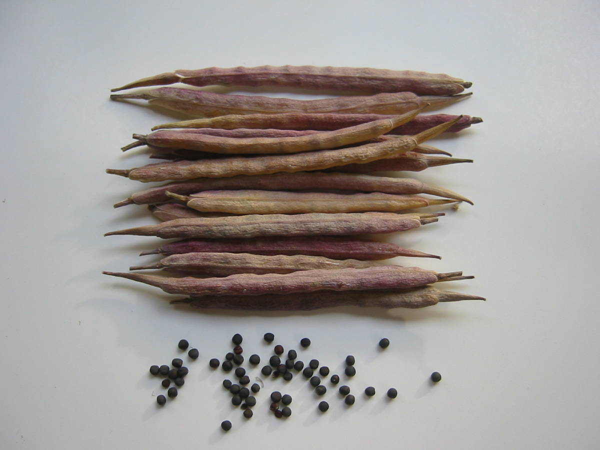 送料無料 のらぼう菜ty4★2023年の種子 蒔き時 計量スプーン小2杯4g 寒さに強い_2