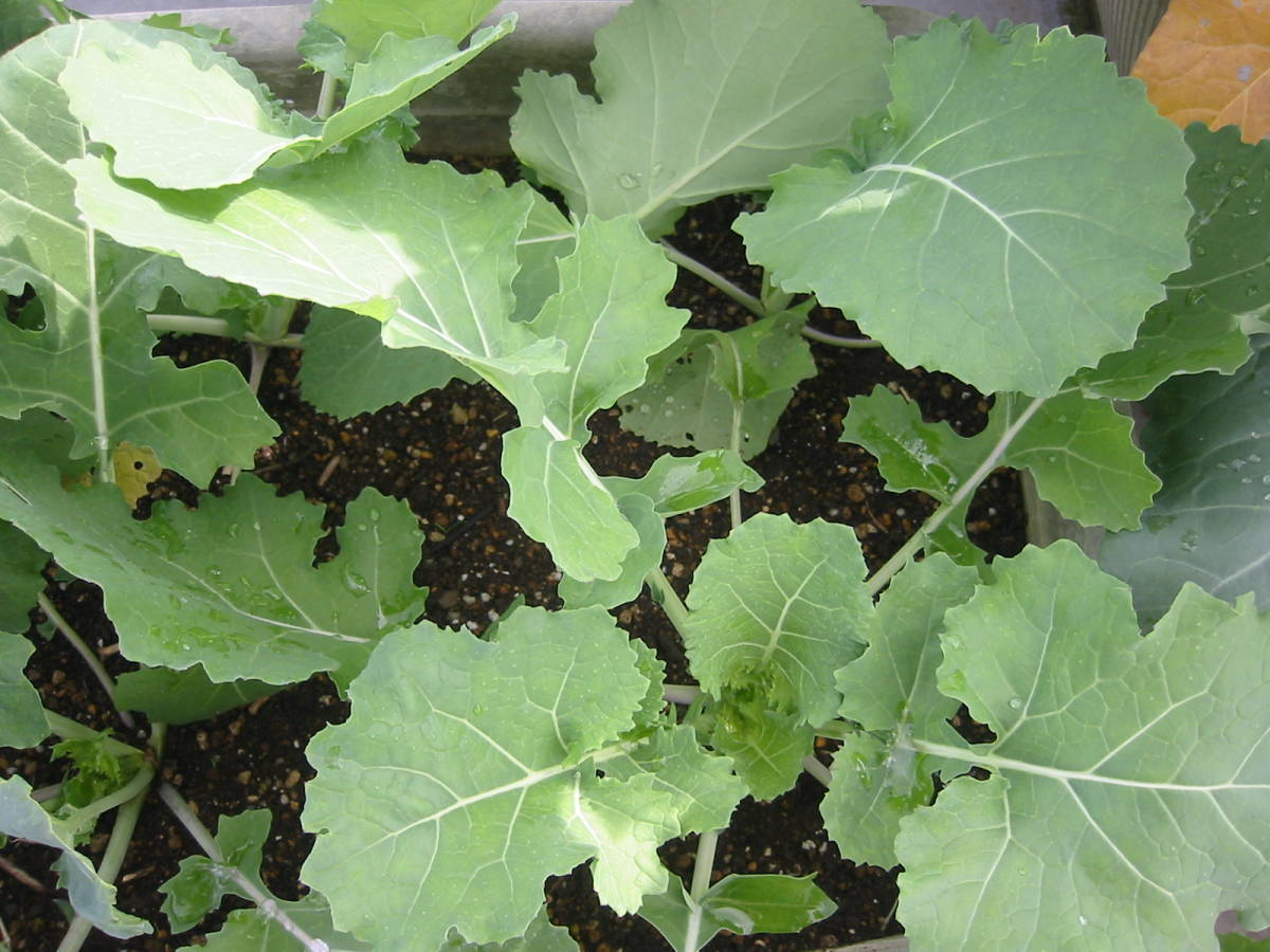 送料無料 のらぼう菜ty4★2023年の種子 蒔き時 計量スプーン小2杯4g 寒さに強い_3