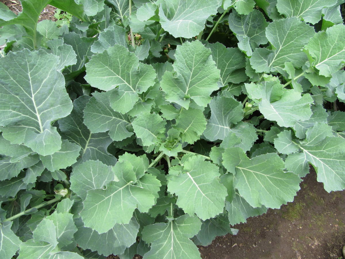 送料無料 のらぼう菜ty4★2023年の種子 蒔き時 計量スプーン小2杯4g 寒さに強い_6