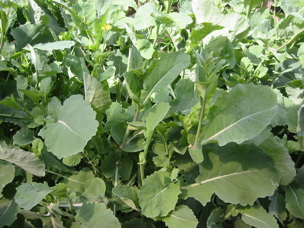 送料無料 のらぼう菜ty4★2023年の種子 蒔き時 計量スプーン小2杯4g 寒さに強い_7