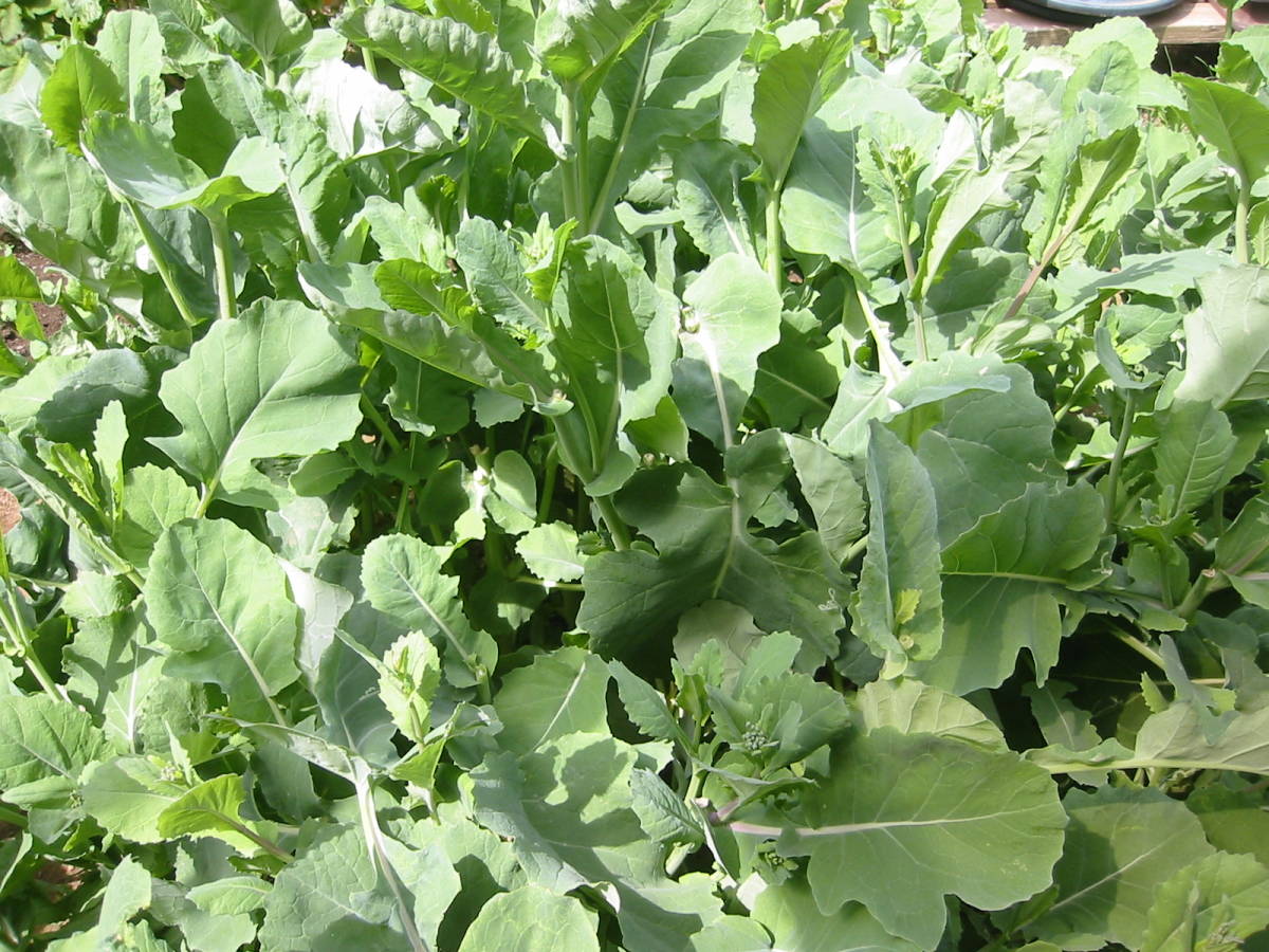 送料無料 のらぼう菜ty4★2023年の種子 蒔き時 計量スプーン小2杯4g 寒さに強い_8