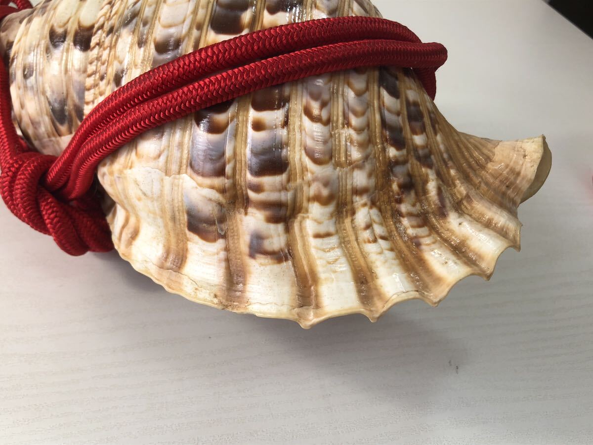 ほら貝 35cm 山伏道具 和楽器 法螺貝 (和楽器)｜売買された