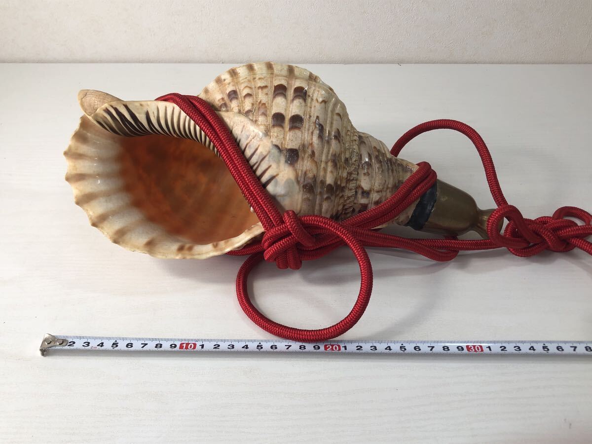 ほら貝 35cm 山伏道具 和楽器 法螺貝 (和楽器)｜売買された