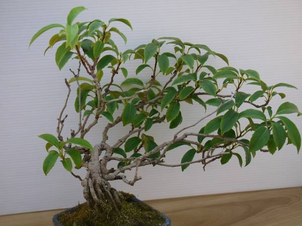ビナンカズラ素心 美男葛 鉢植え 山野草 盆栽 盆栽 売買されたオークション情報 Yahooの商品情報をアーカイブ公開 オークファン Aucfan Com