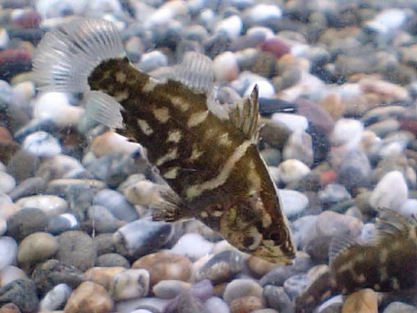 ☆アカメ(約７cm)　１匹☆活エサ付き☆　　