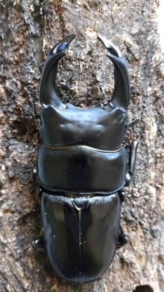 能勢YG5ペア、イベント用などに