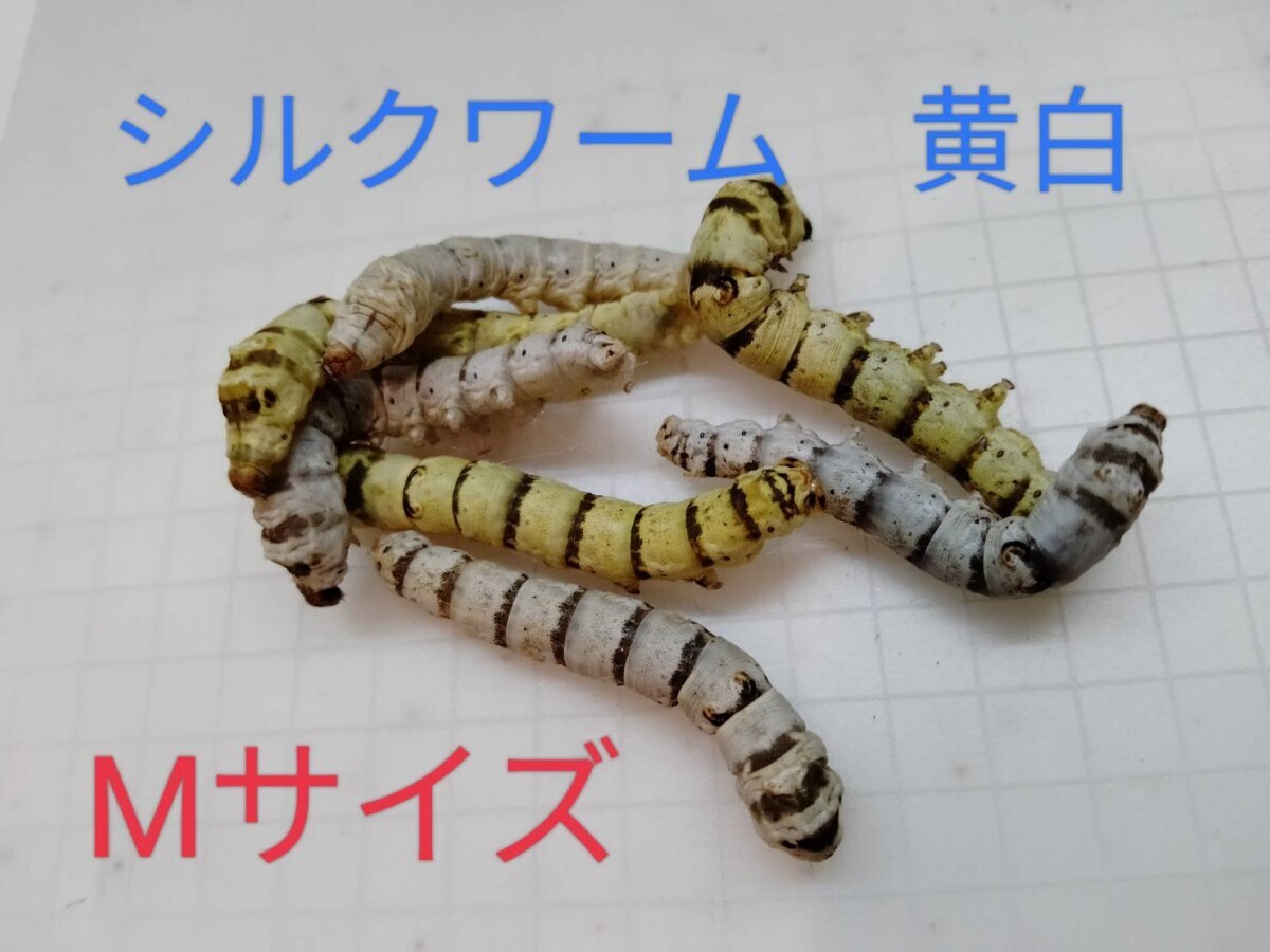 シルクワーム 【繭色：黄・白】 Ｍサイズ 20匹+20%増量 シルクワームフード50g付き　カイコ　蚕　送料無料　自由研究_1