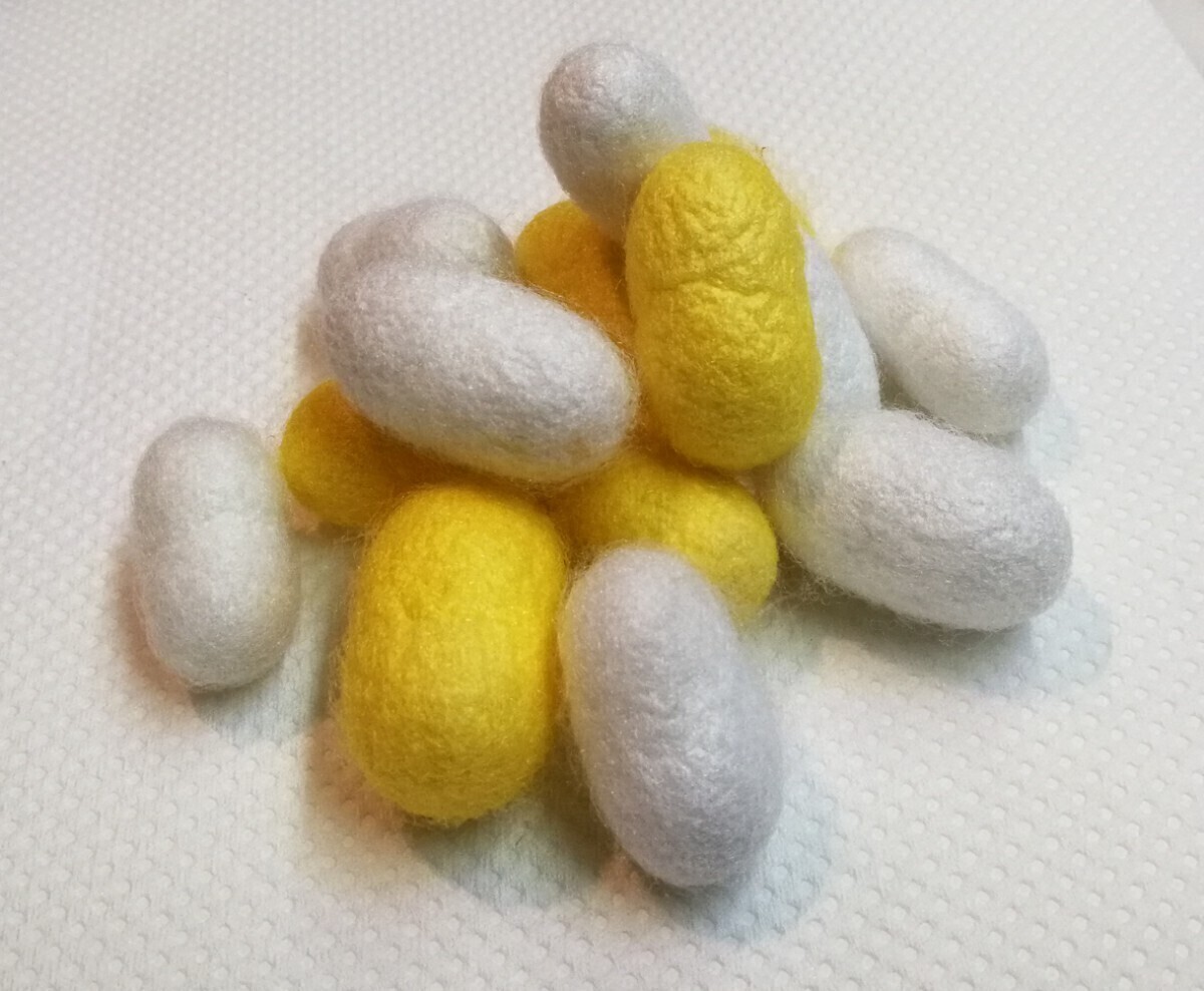 シルクワーム 【繭色：黄・白】 Ｍサイズ 20匹+20%増量 シルクワームフード50g付き　カイコ　蚕　送料無料　自由研究_2