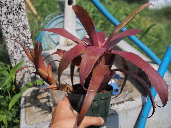 Neoregelia eleutheropetala ネオレゲリア 原種