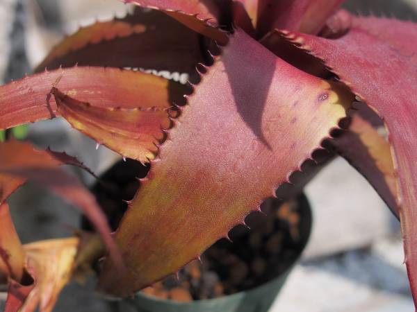 Neoregelia eleutheropetala ネオレゲリア 原種