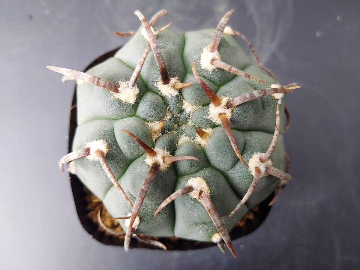 バッテリー　　　　サボテン_1