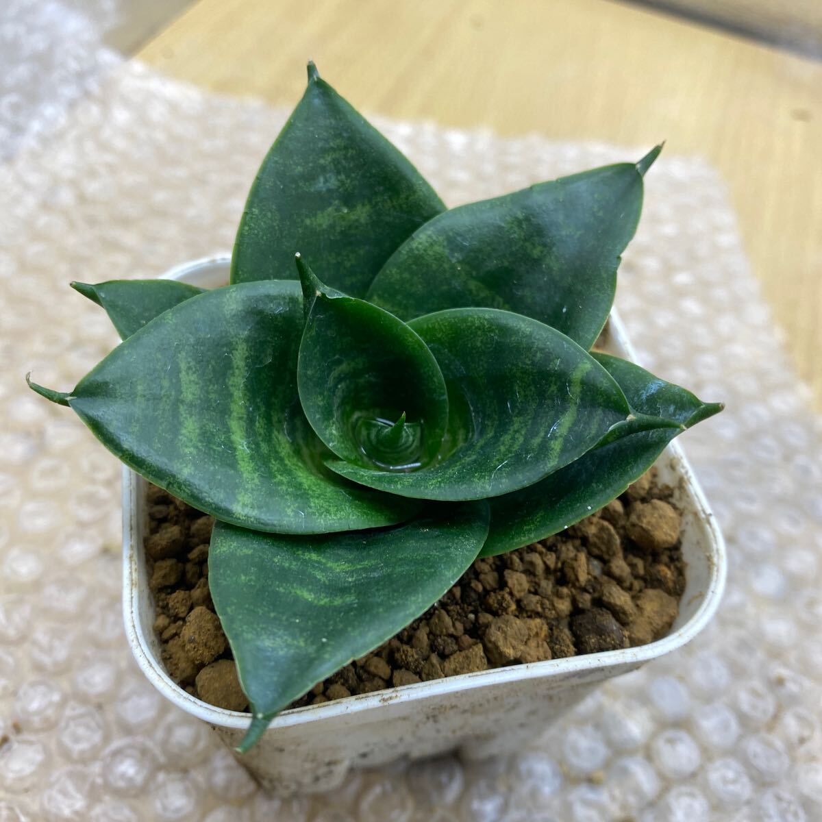 サンスベリア タイハイブリッド 【観葉植物 3号/1個売り サンスベリア サンスベリア タイハイブリッド 【観葉植物 3号/1個売り サンスベリア