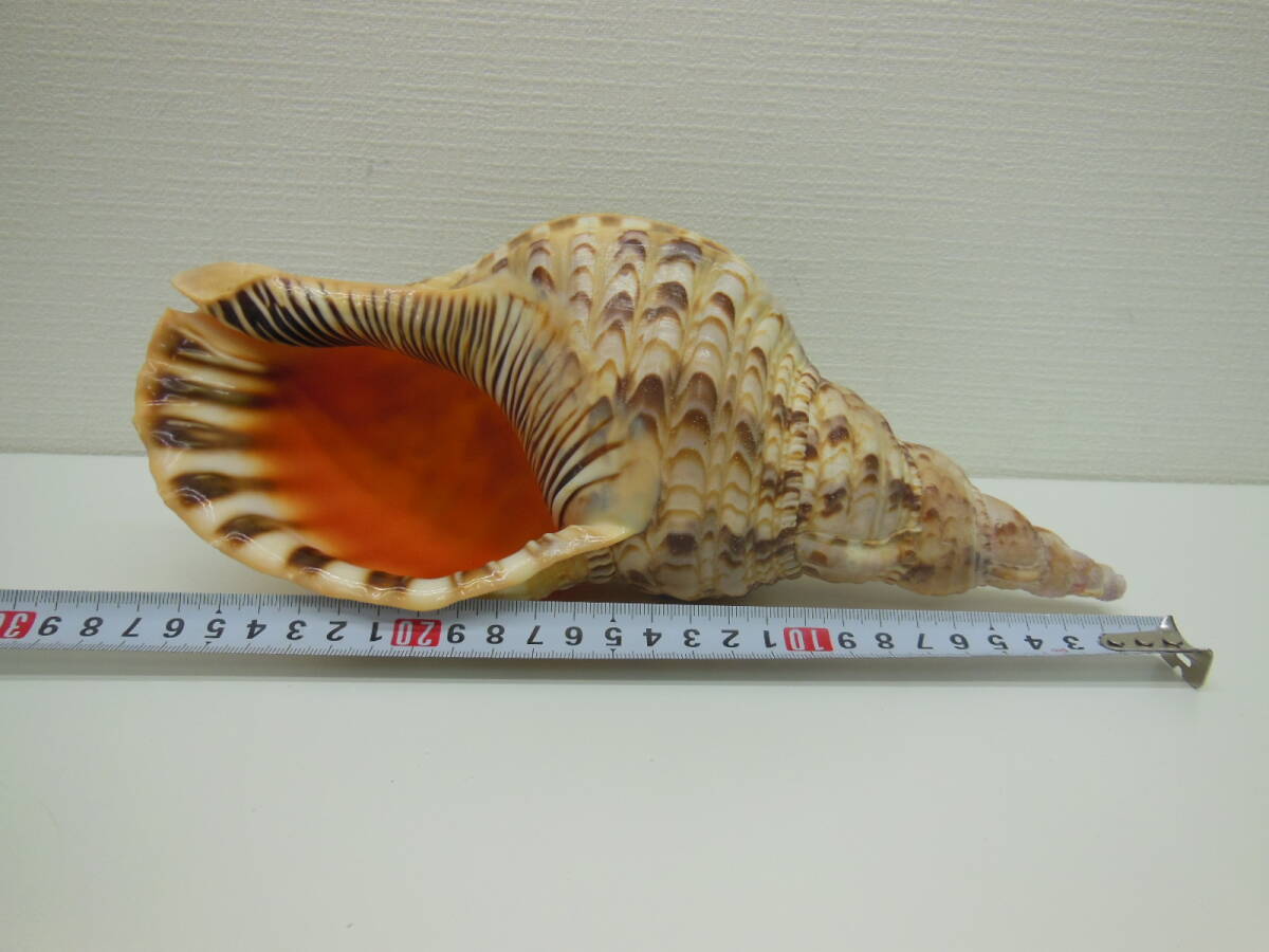 骨董祭 ホラ貝 置物 長期保管品 約600g ほら貝 法螺貝 インテリア