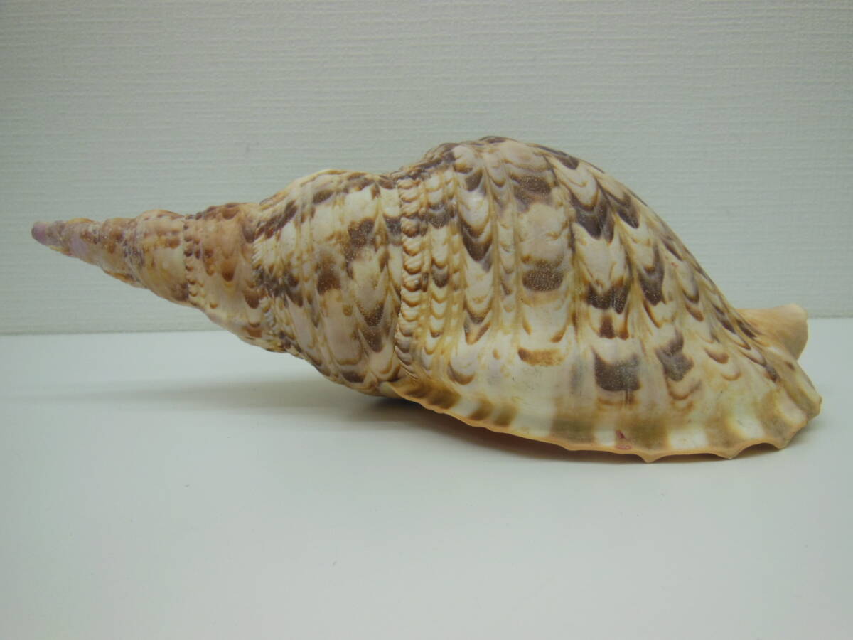 骨董祭 ホラ貝 置物 長期保管品 約600g ほら貝 法螺貝 インテリア
