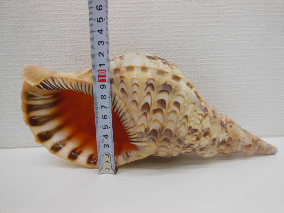 モ*ン様 法螺貝 ホラ貝 約33cm 貝殻 置物 インテリア 骨董祭 ホラ貝 置物 長期保管品 約600g ほら貝 法螺貝 インテリア