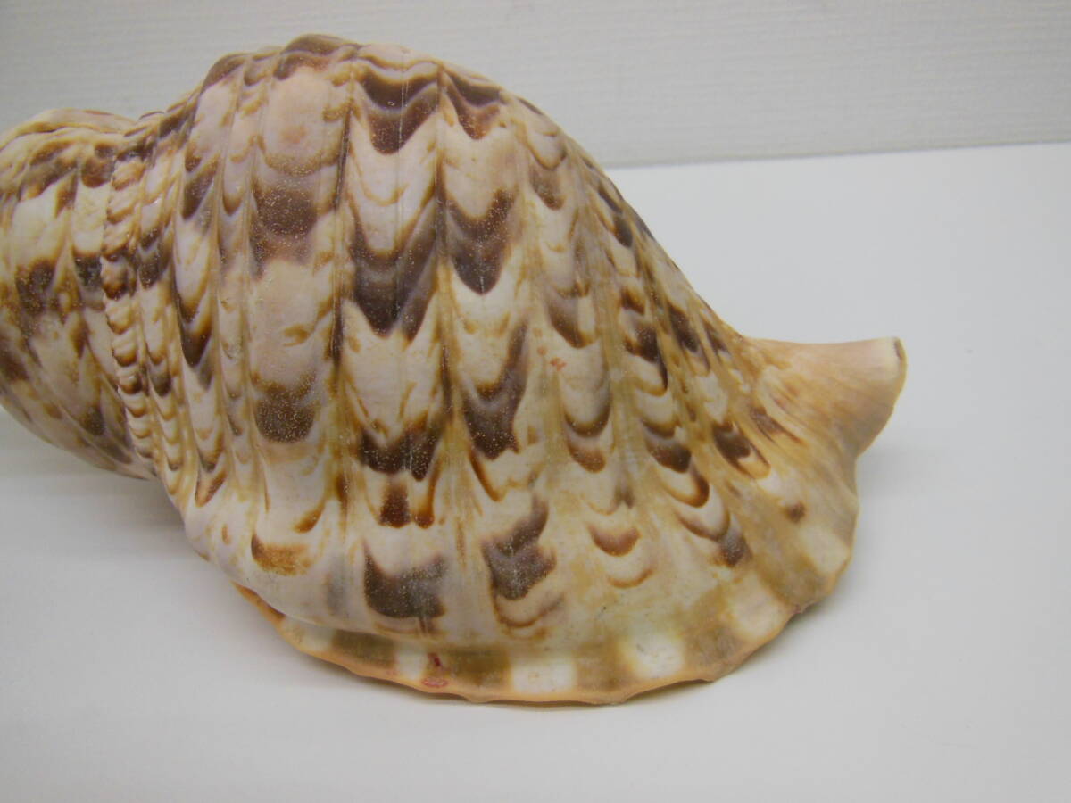 骨董祭 ホラ貝 置物 長期保管品 約600g ほら貝 法螺貝 インテリア