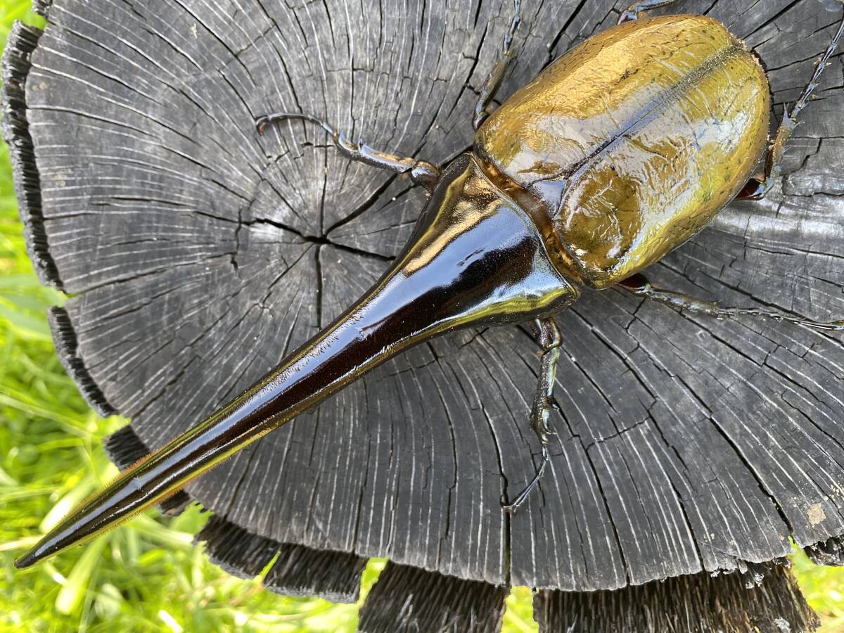 DH.ヘラクレス　初、2齢幼虫3頭　180.5mm直仔_1