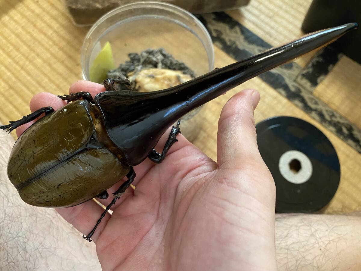 DH.ヘラクレス　初、2齢幼虫3頭　180.5mm直仔_2