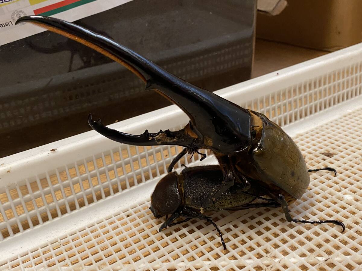 DH.ヘラクレス　初、2齢幼虫3頭　180.5mm直仔_3