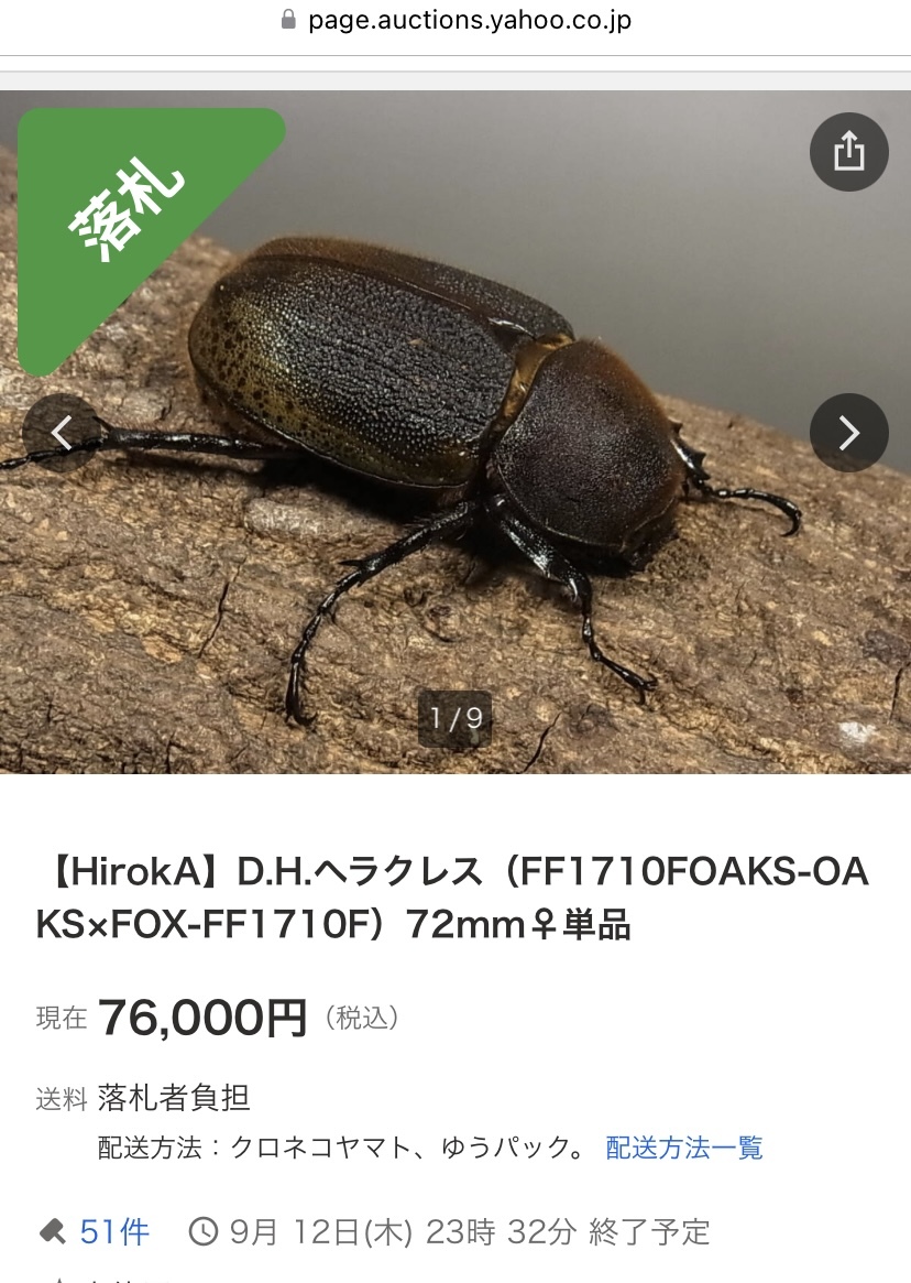 DH.ヘラクレス　初、2齢幼虫3頭　180.5mm直仔_4