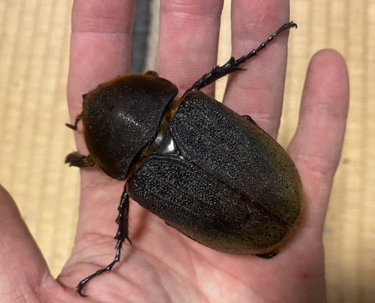 DH.ヘラクレス　初、2齢幼虫3頭　180.5mm直仔_5