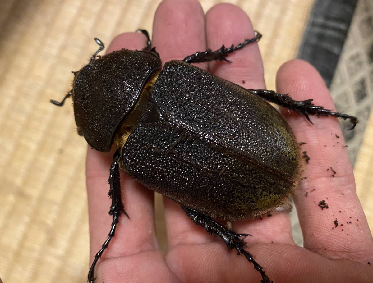 DH.ヘラクレス　初、2齢幼虫3頭　180.5mm直仔_6