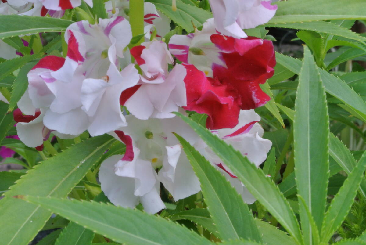 山野草　斑入り　紅白咲分け　鳳仙花　ホウセンカ　種子_1