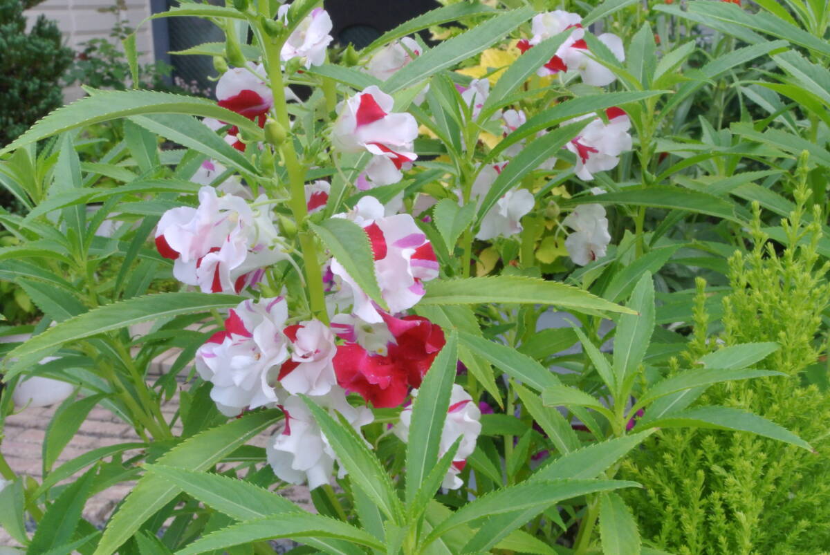 山野草　斑入り　紅白咲分け　鳳仙花　ホウセンカ　種子_2