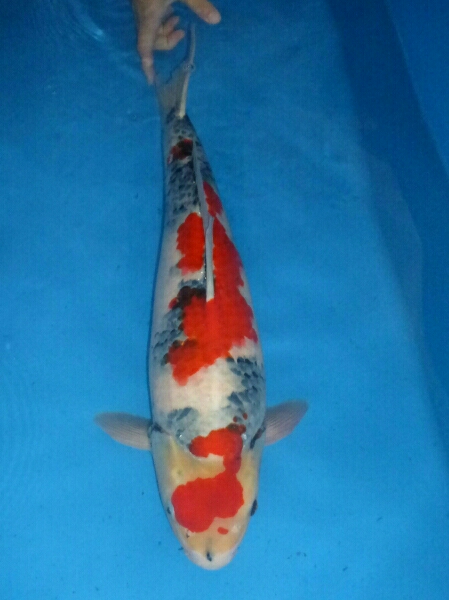 大日豊作祭！No62！大日養鯉場直送！昭和三色53cmオス！