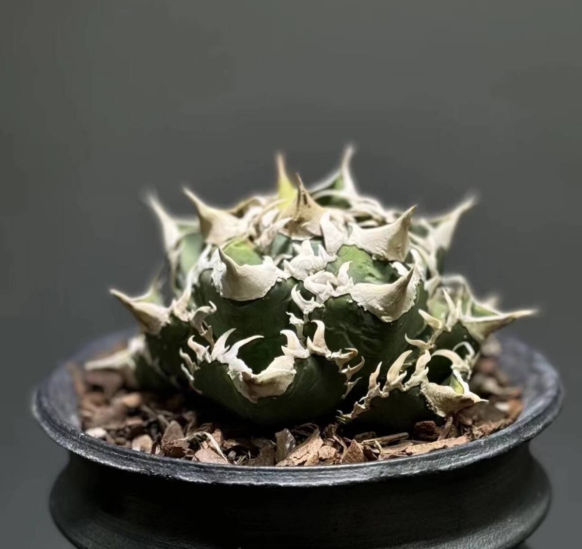 d26多肉植物 アガベチタノタ 大白鯊Agave ホオジロザメ激レア高級品種