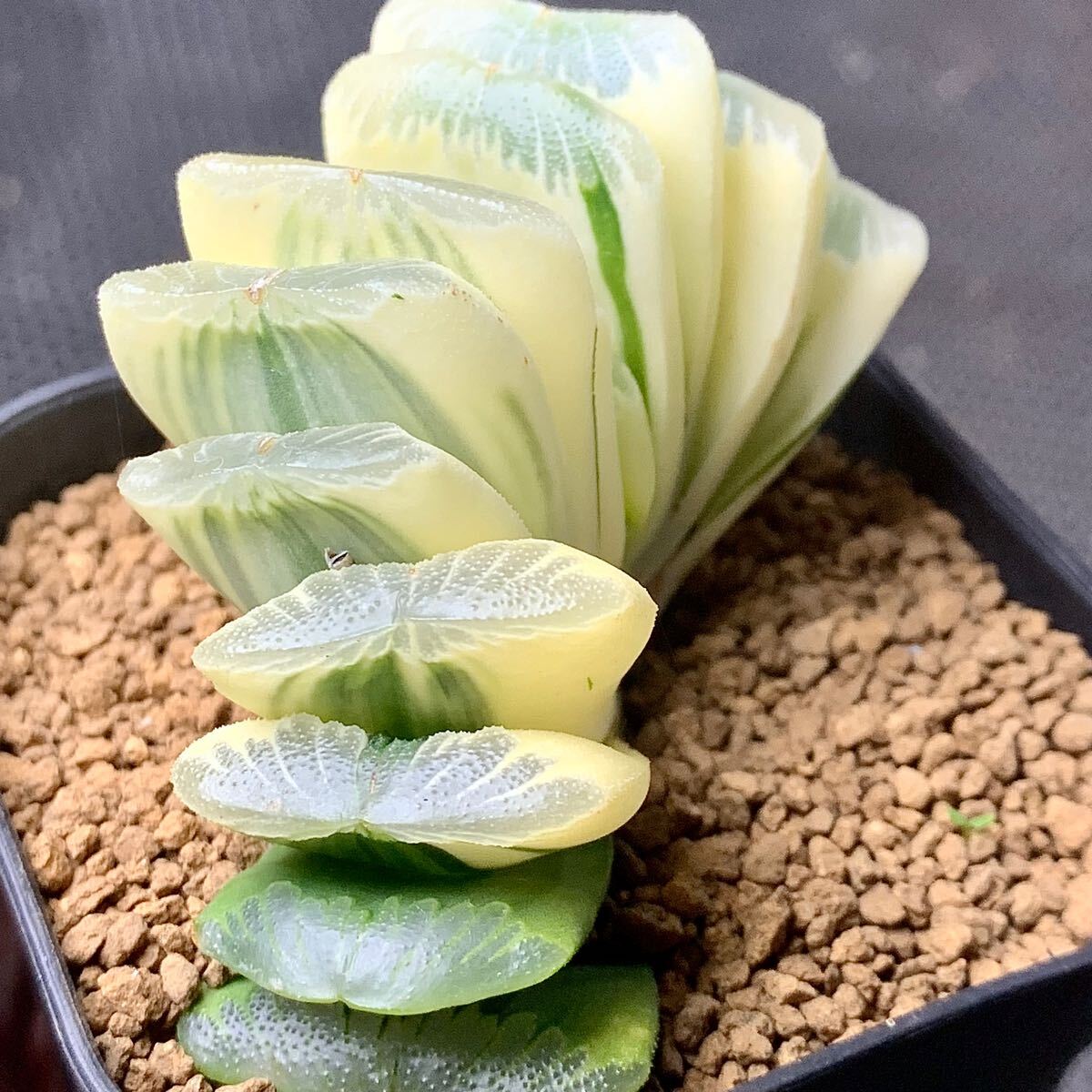 ●Fareal● P115 ハオルチア　グリーン 玉扇錦_1