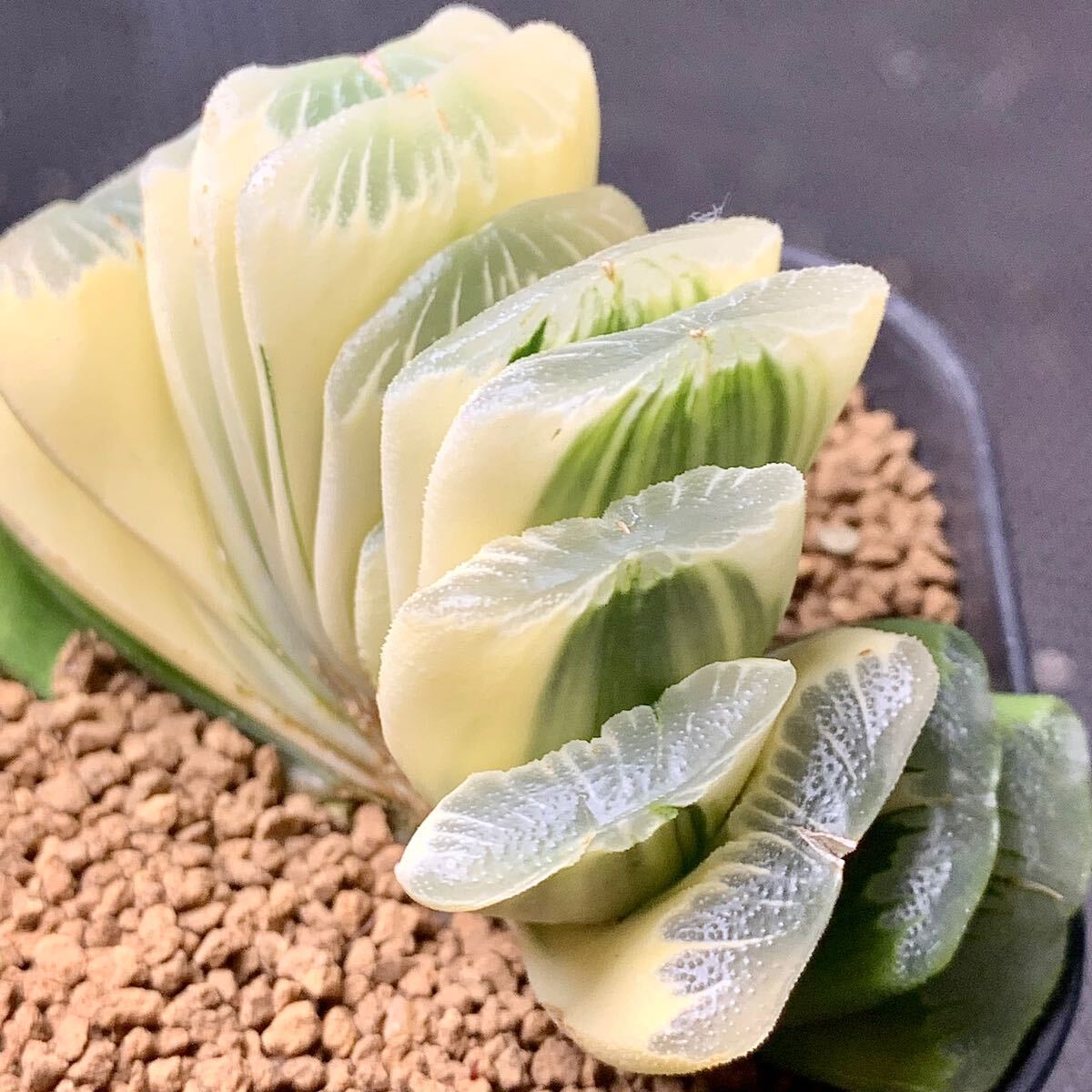 ●Fareal● P115 ハオルチア　グリーン 玉扇錦_2