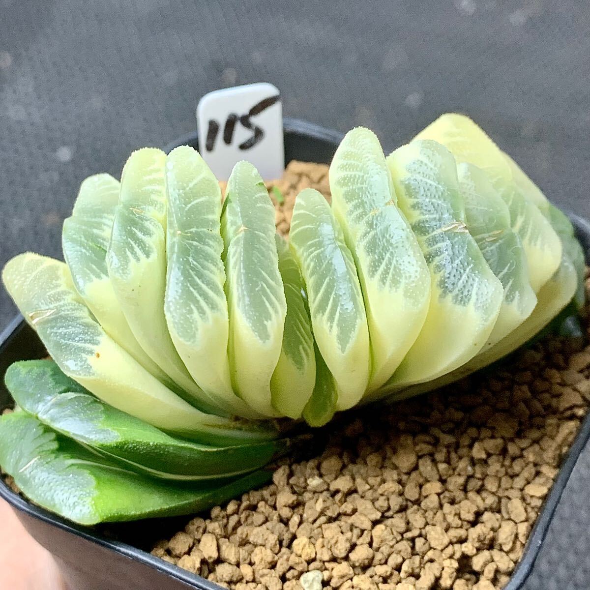 ●Fareal● P115 ハオルチア　グリーン 玉扇錦_3