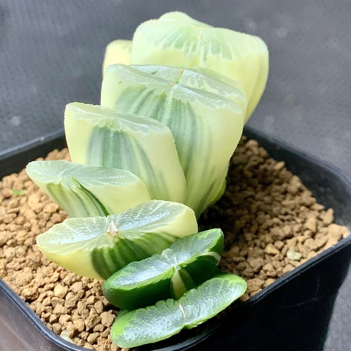 ●Fareal● P115 ハオルチア　グリーン 玉扇錦_4