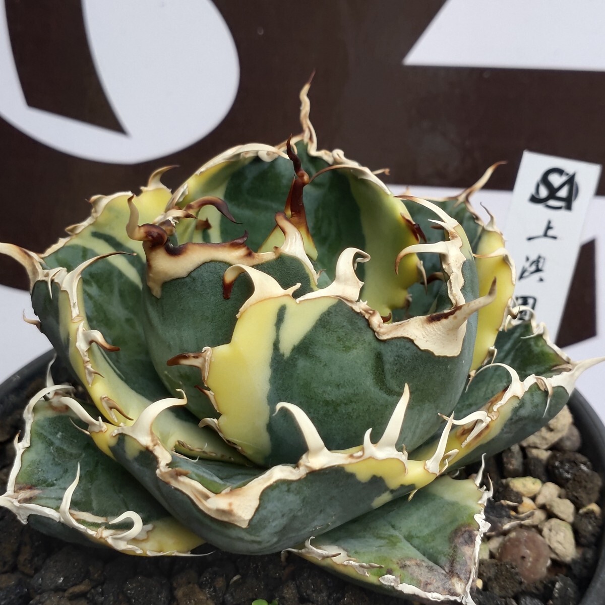 272【上澳園芸】 アガベ チタノタ 白鯨錦 覆輪斑（永久斑） 極上希少株