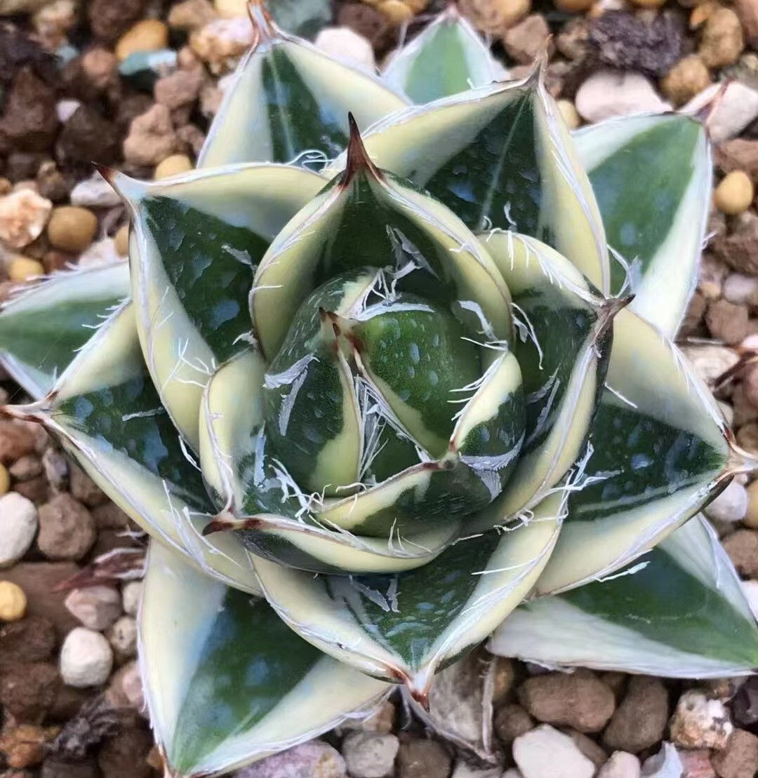 1690 アガベ ピンキー 王妃笹の雪A型白覆輪 Agave filifera 'Pinky