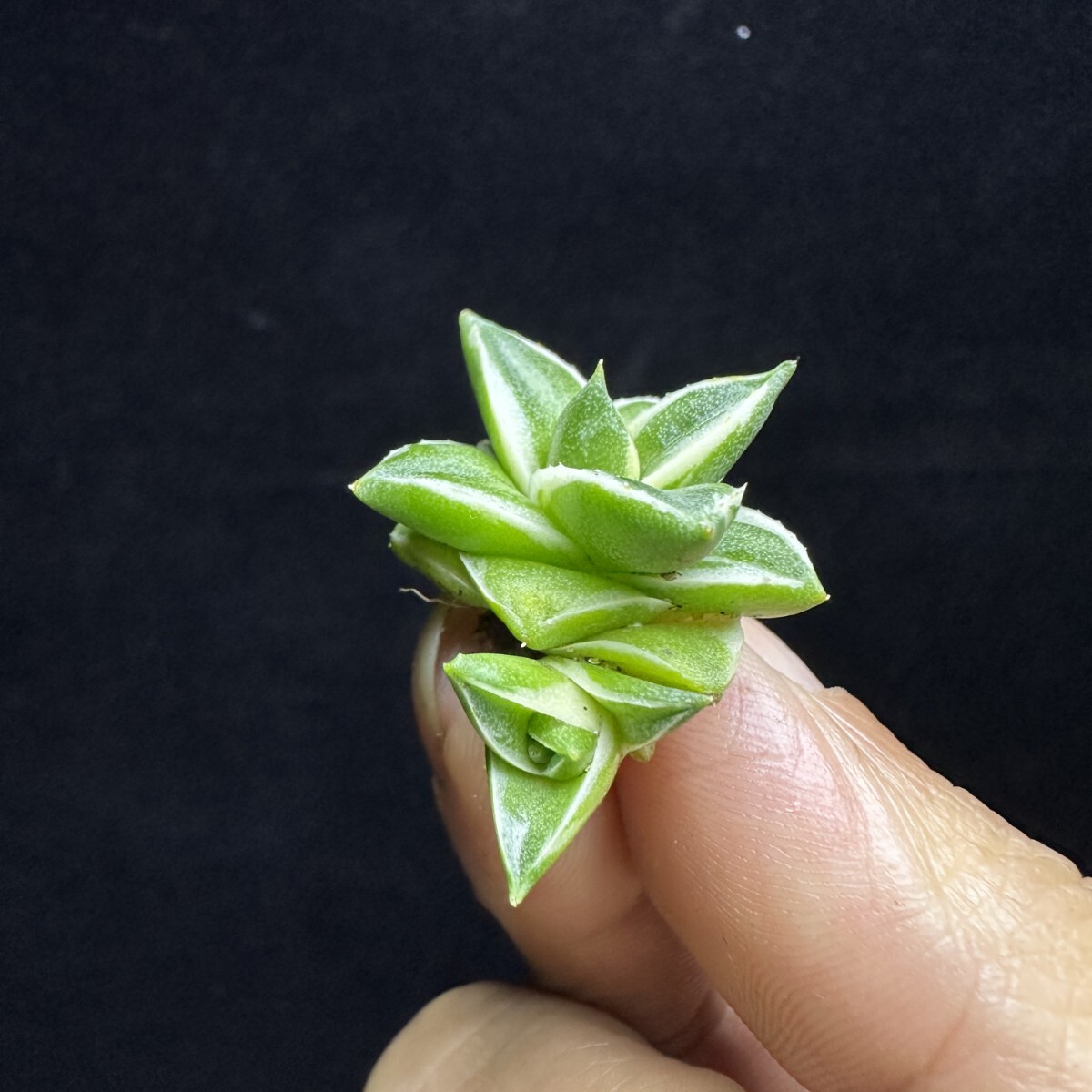1690 アガベ ピンキー 王妃笹の雪A型白覆輪 Agave filifera 'Pinky