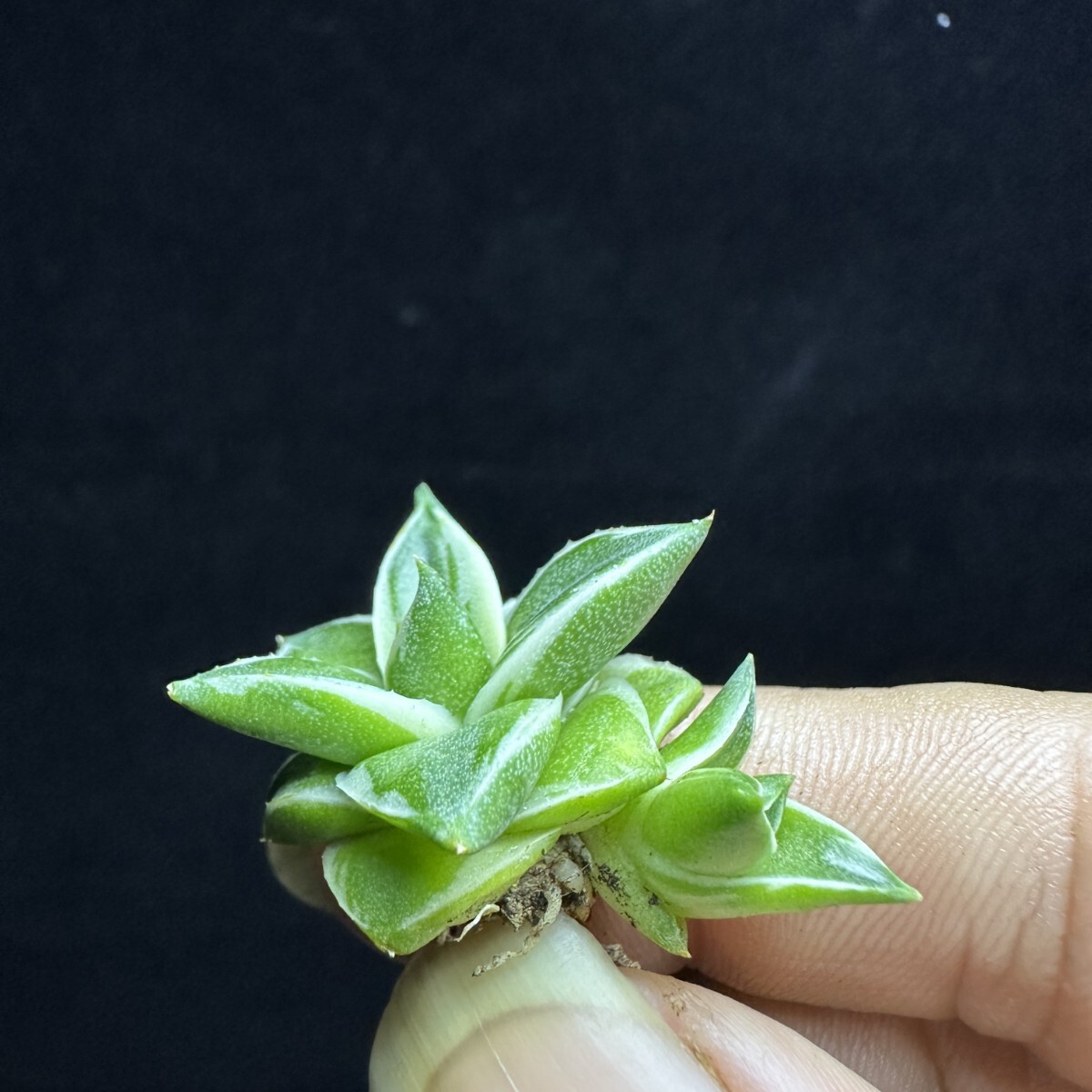 1690 アガベ ピンキー 王妃笹の雪A型白覆輪 Agave filifera 'Pinky