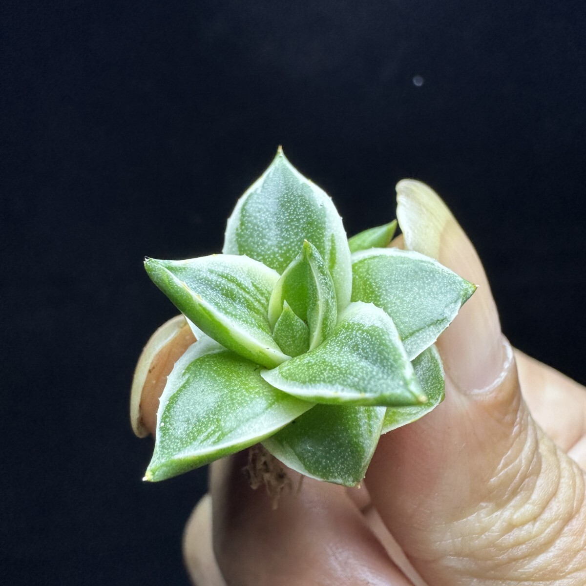 1690 アガベ ピンキー 王妃笹の雪A型白覆輪 Agave filifera 'Pinky
