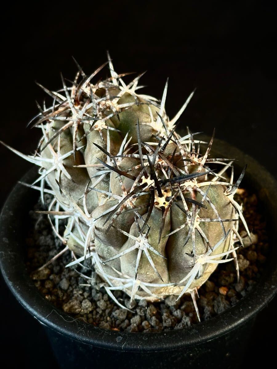 強刺 実生 Copiapoa dura コピアポア デュラ ダブルヘッド 双頭 レア