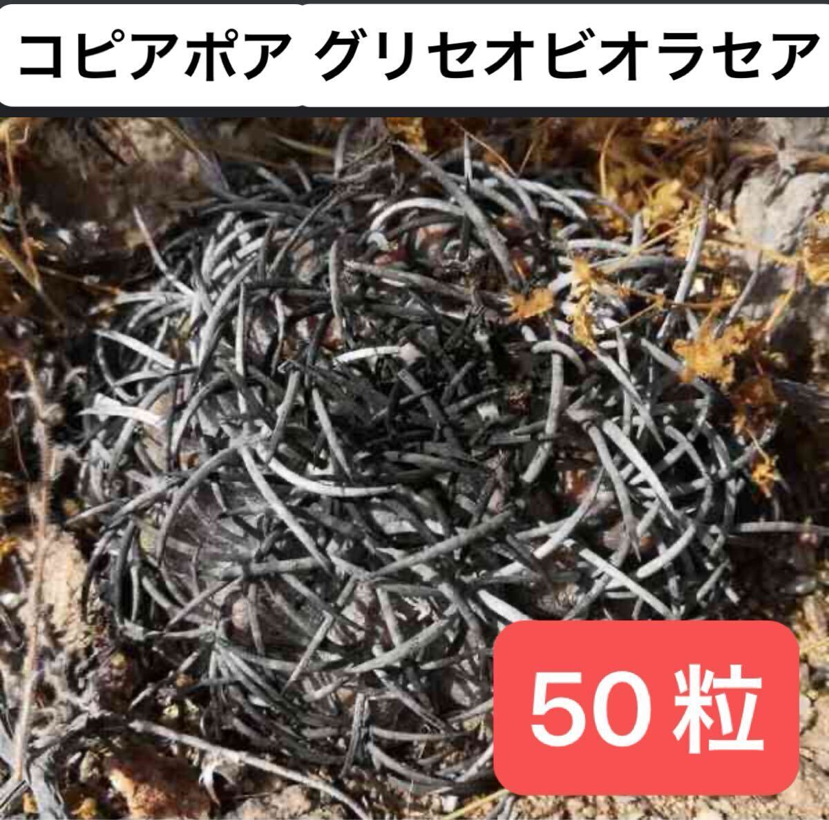 コピアポア グリセオビオラセア 栗星玉 Copiapoa griseoviolacea 種子 50粒