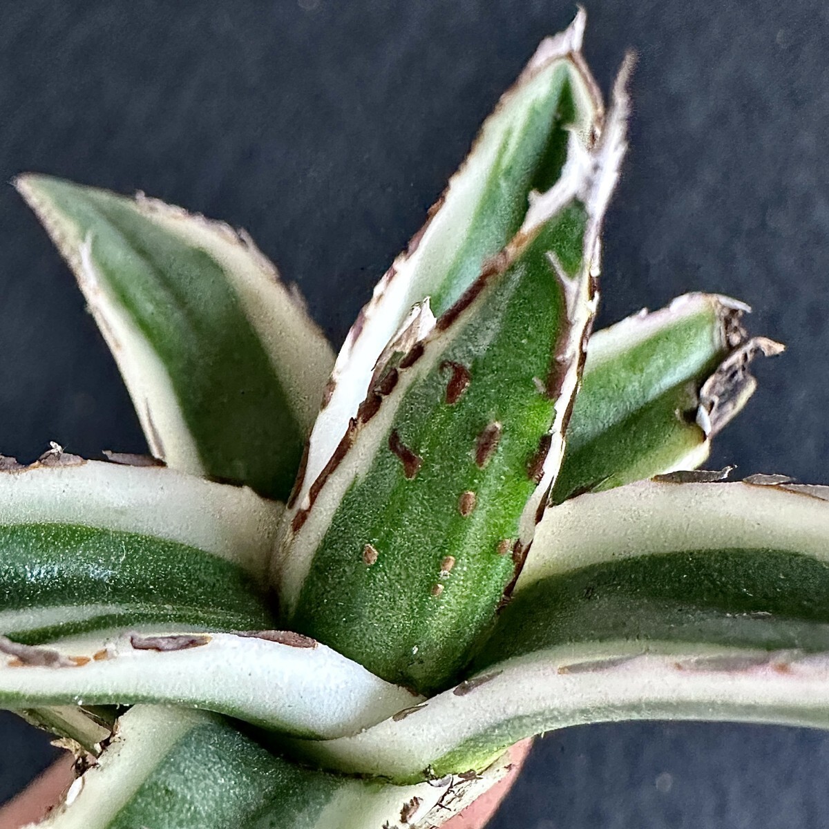 Lj_plants Z169 多肉植物 アガベ 丸葉氷山 覆輪錦 極上株 