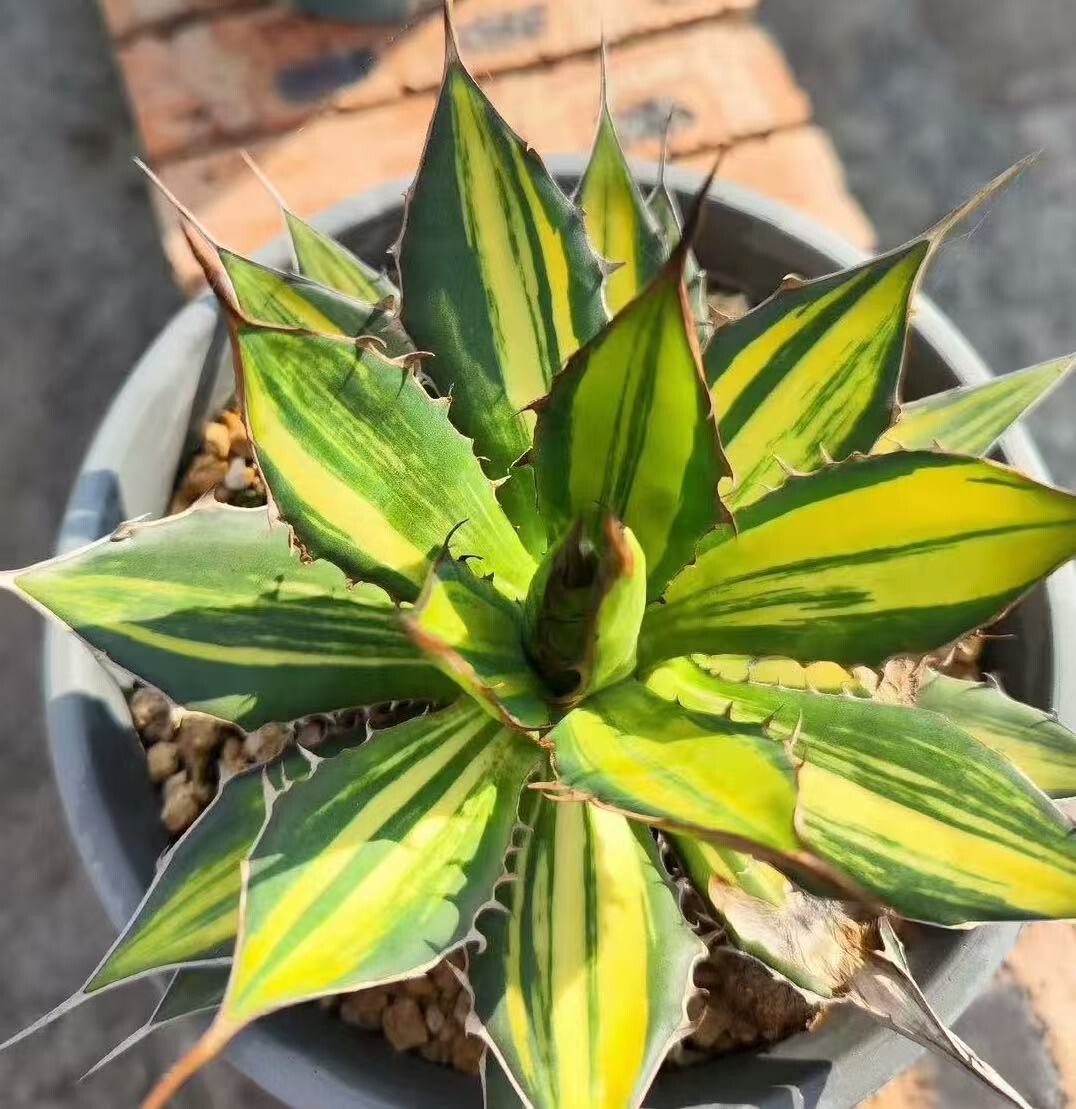 Lj_plants Z127 多肉植物アガベ ホリダ horrida 黄縞斑 鮮明錦 極上