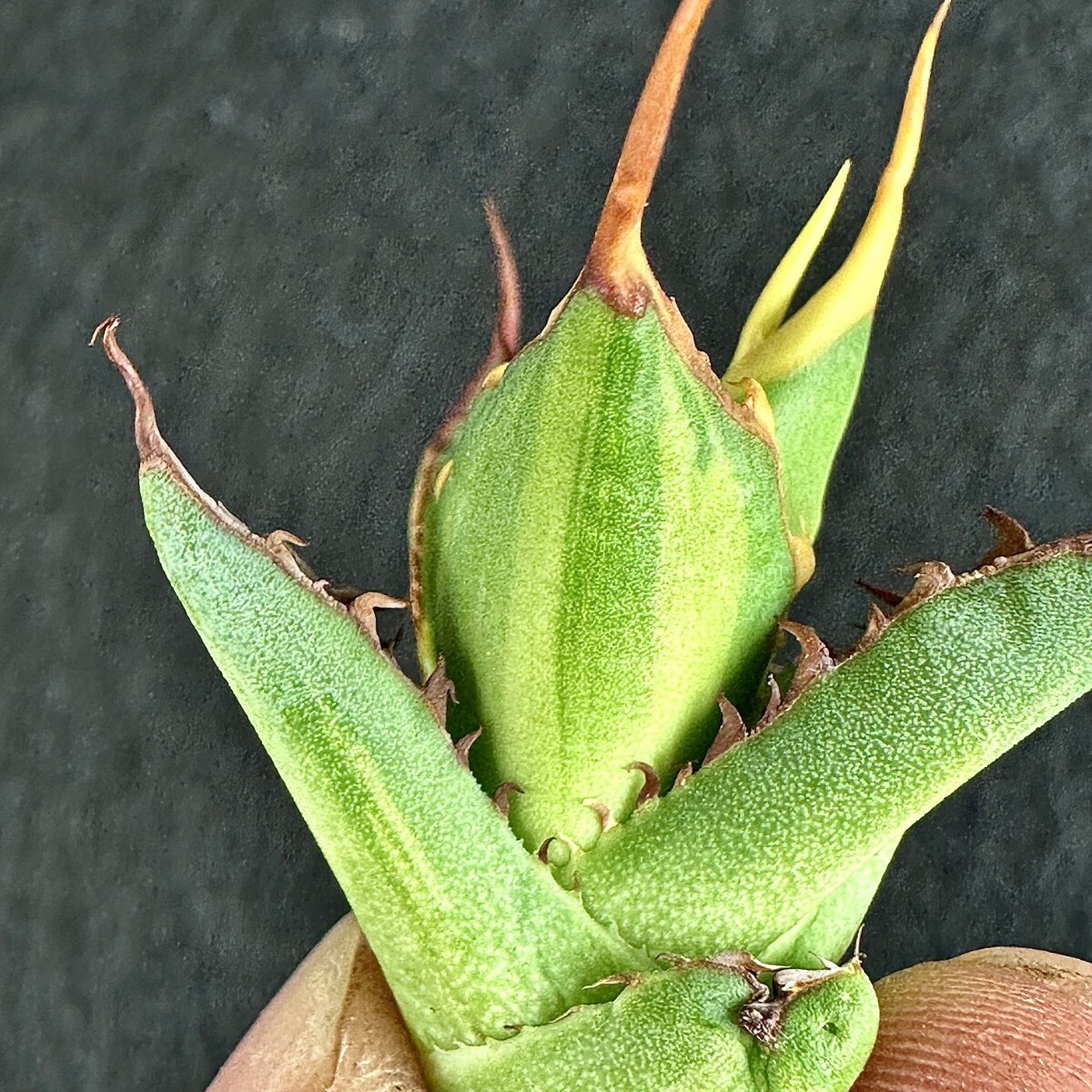 Lj_plants Z127 多肉植物アガベ ホリダ horrida 黄縞斑 鮮明錦 極上